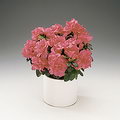 Indian Azalea